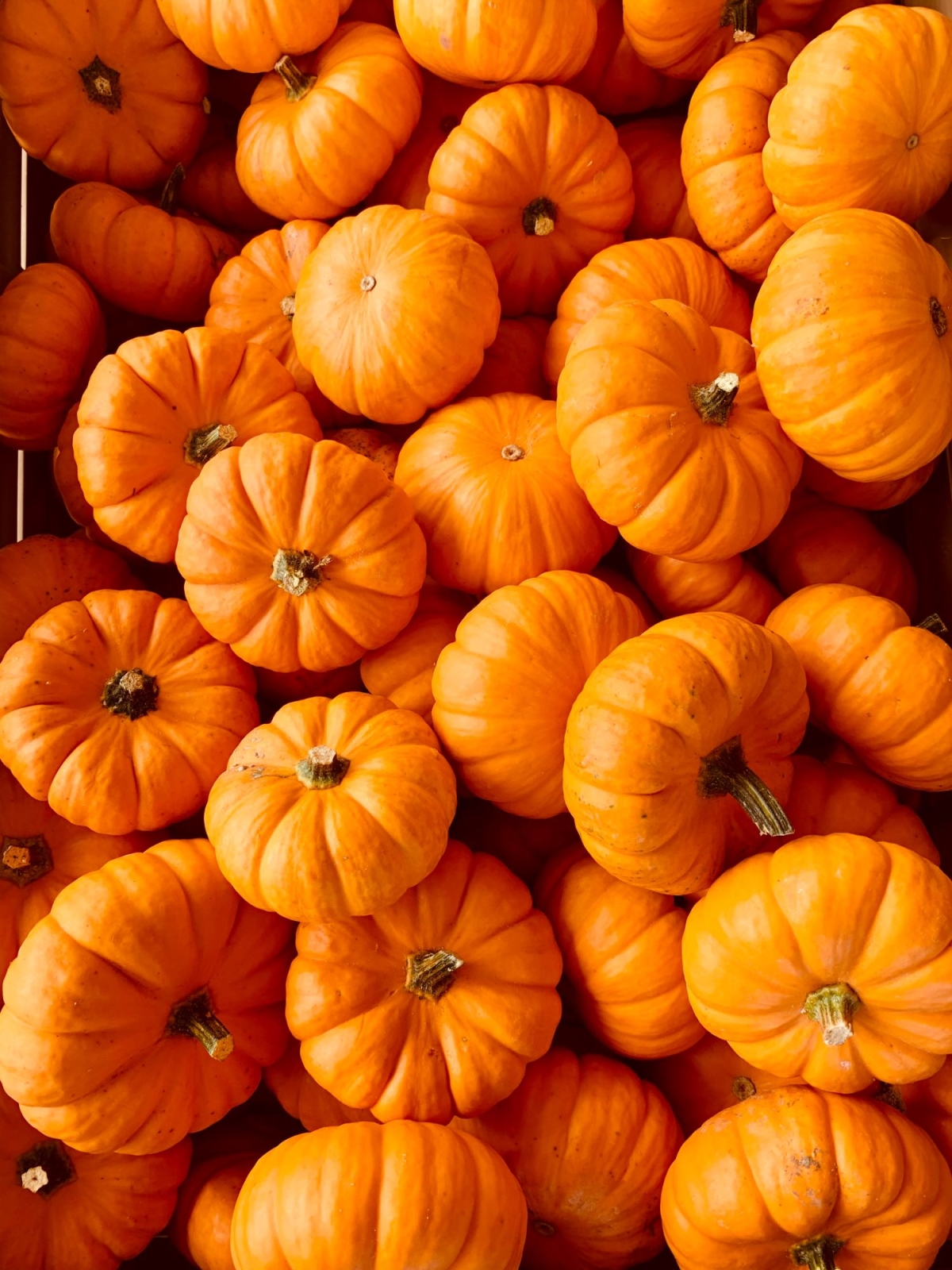 Meno zucche per Halloween: con la crisi climatica produzione italiana in calo del 20%