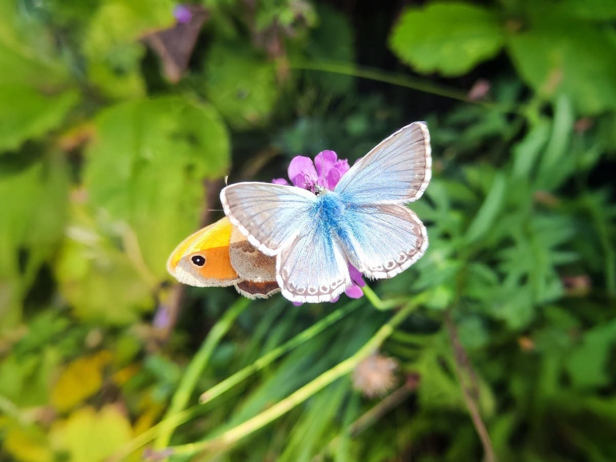 L'AI che trasforma la compliance ambientale in rigenerazione misurabile per la biodiversità