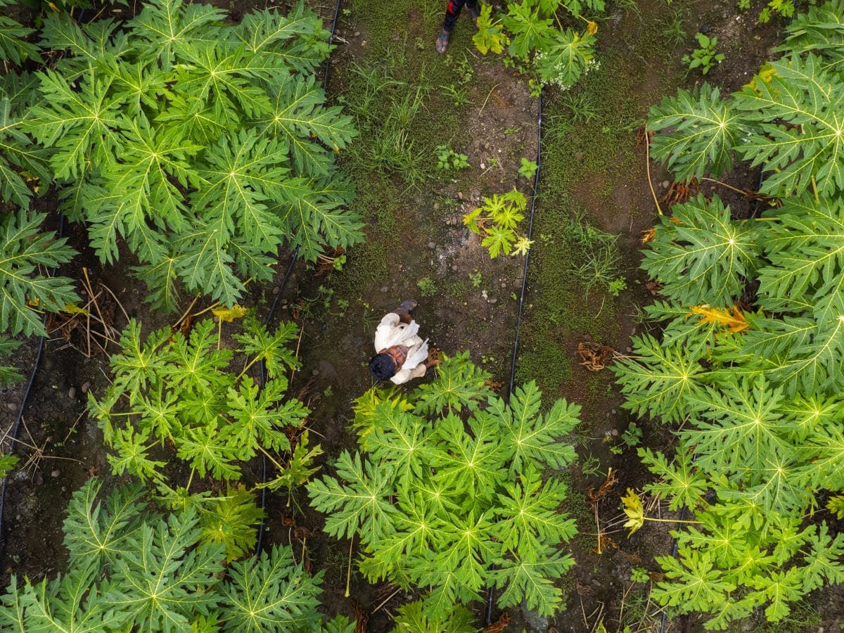 La biodiversità si fa strategia d’impresa, ma l’UE rallenta la corsa green