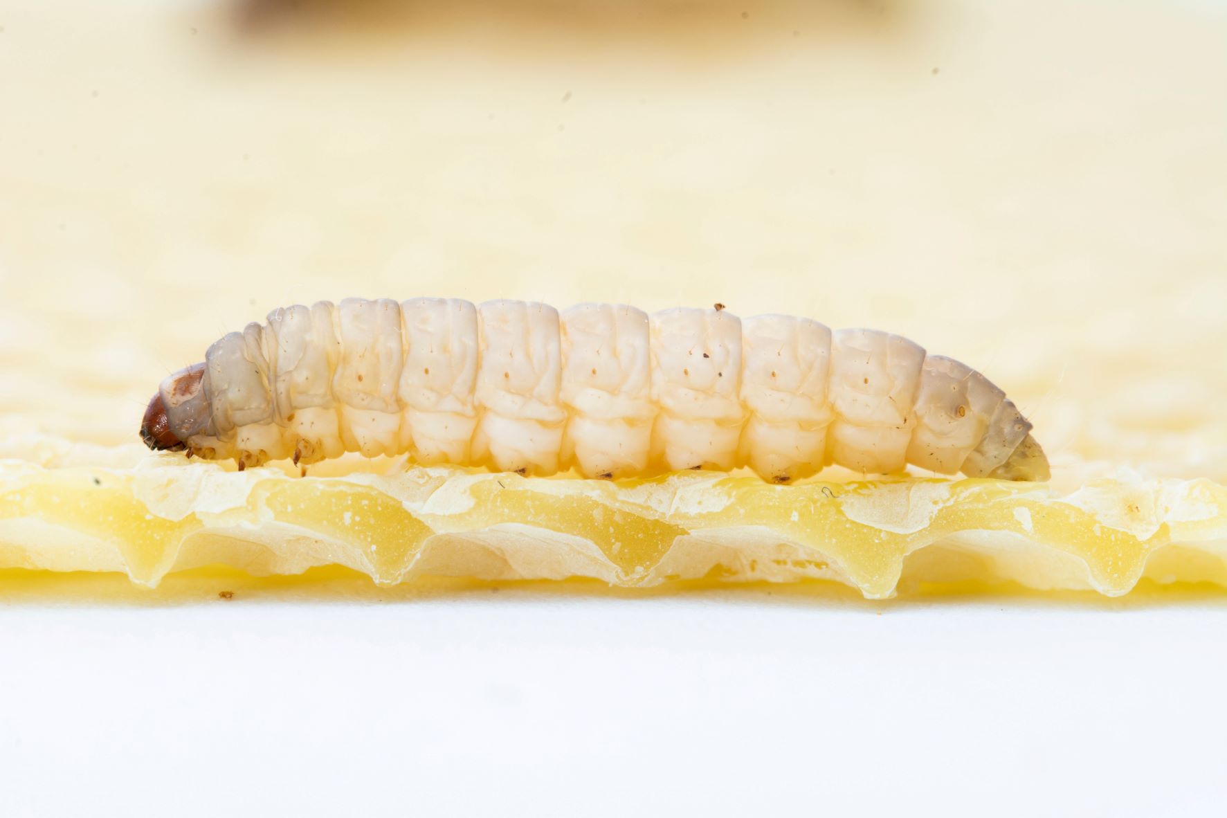 Plastiche: la saliva della larva che degrada il polietilene 