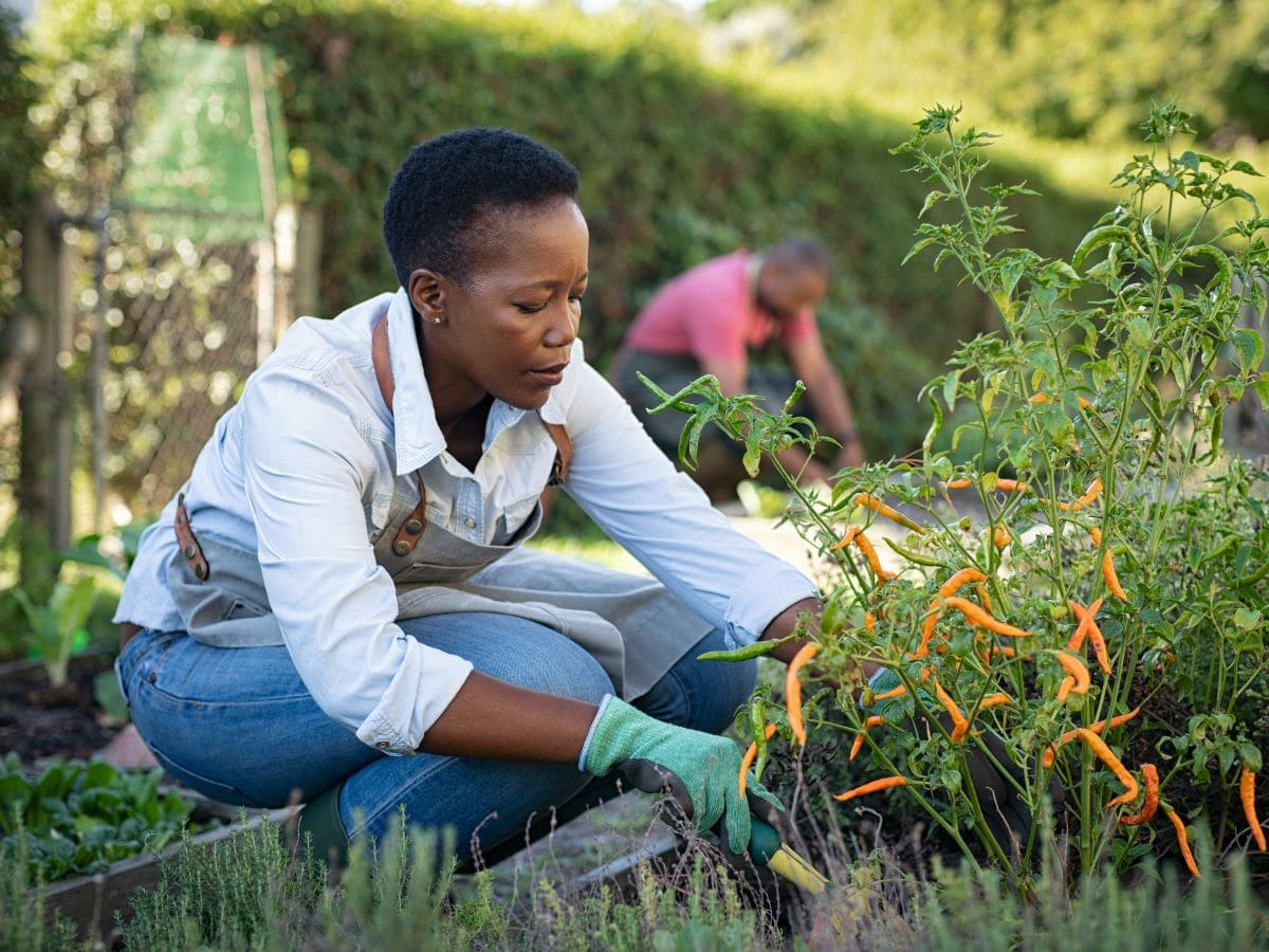 Le città raccolgono la sfida: costruire la sicurezza alimentare dal basso