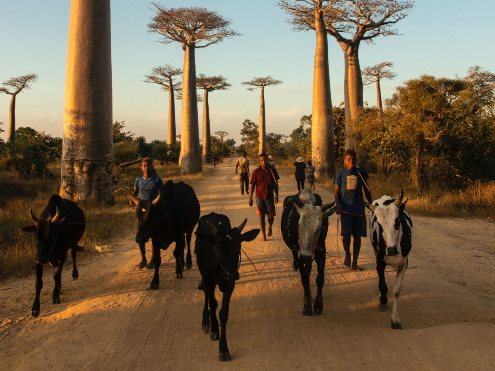 Madagascar, al via la prima istanza contro una multinazionale italiana per landgrabbing