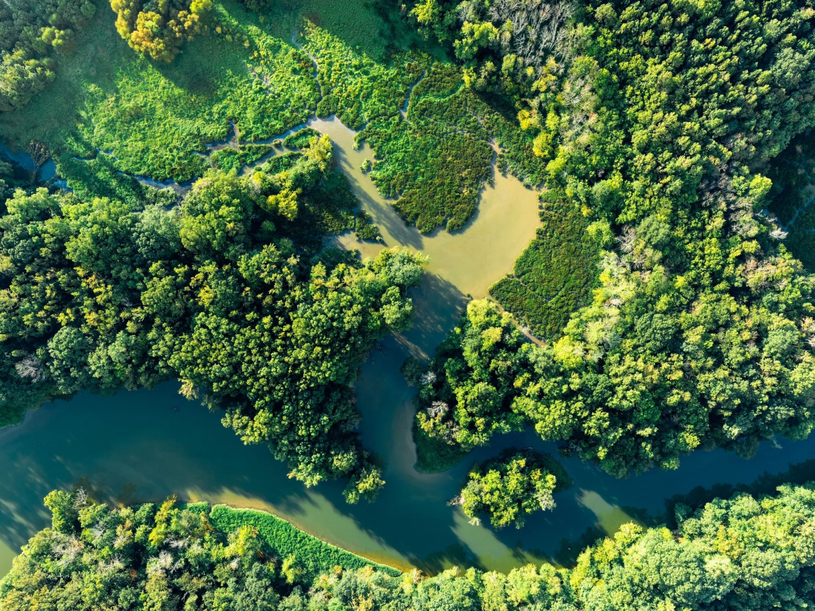 Monitorare la riforestazione con mappe e immagini satellitari