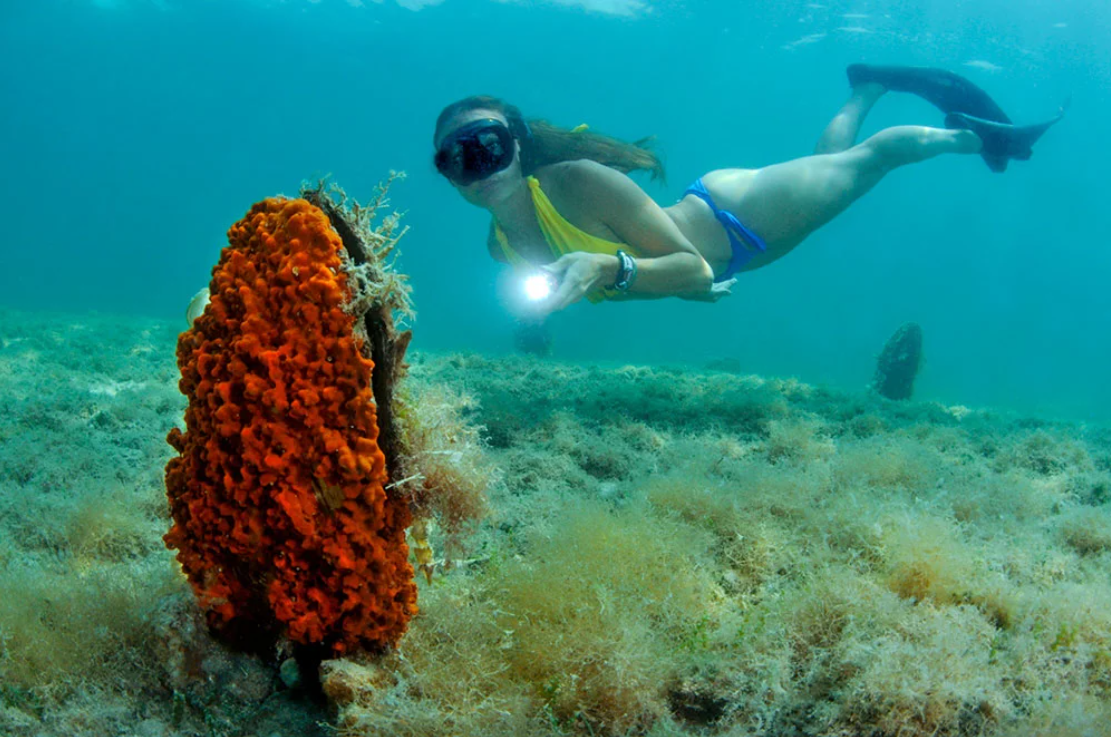 Nacchere di mare verso l'estinzione: il progetto Life Pinna cerca di salvarle