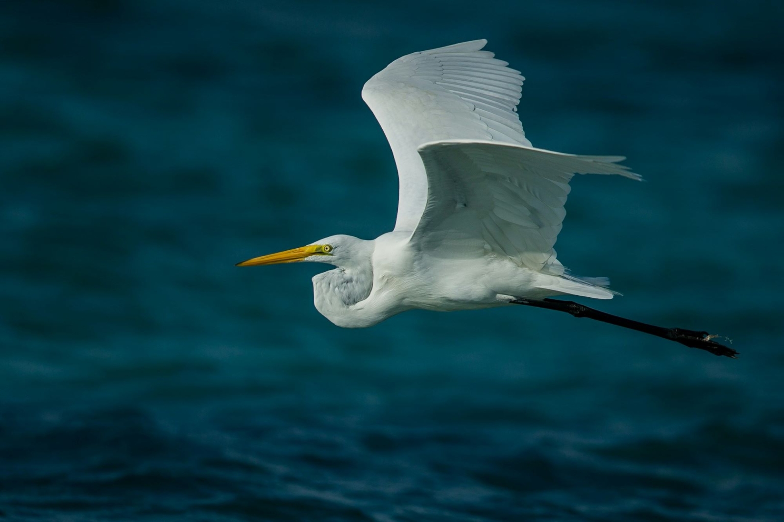 UE, via libera a Nature Restoration Law e Direttiva sui crimini ambientali