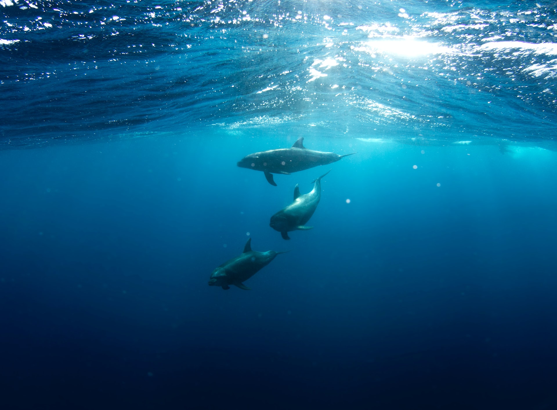 Accordo storico sulle acque d’altura: un sospiro di sollievo per gli oceani