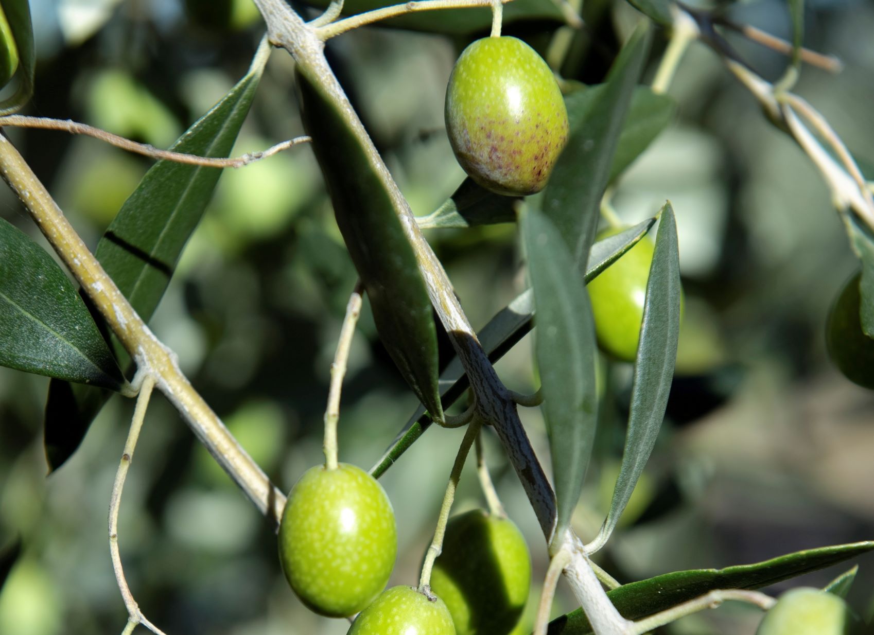 For a more Sustainable and Traceable Olive Oil: Monini's Journey