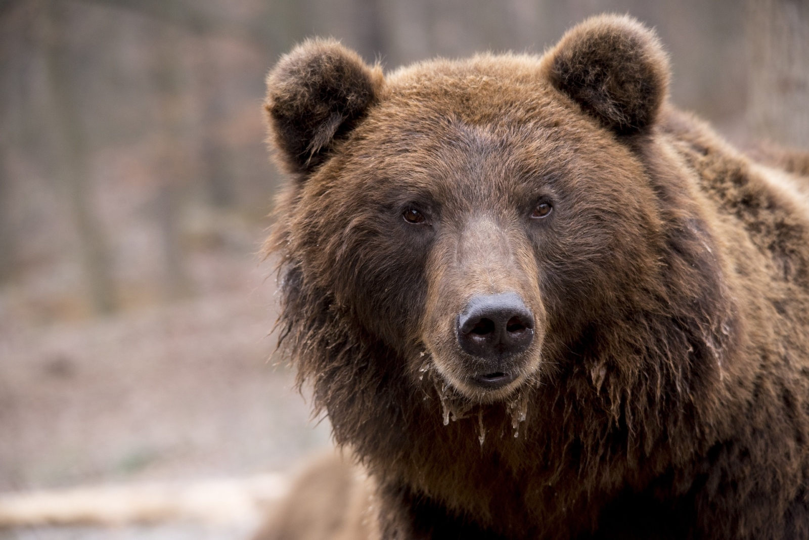 Quanto costerebbe all'uomo l’abbattimento dell’orso in Trentino?