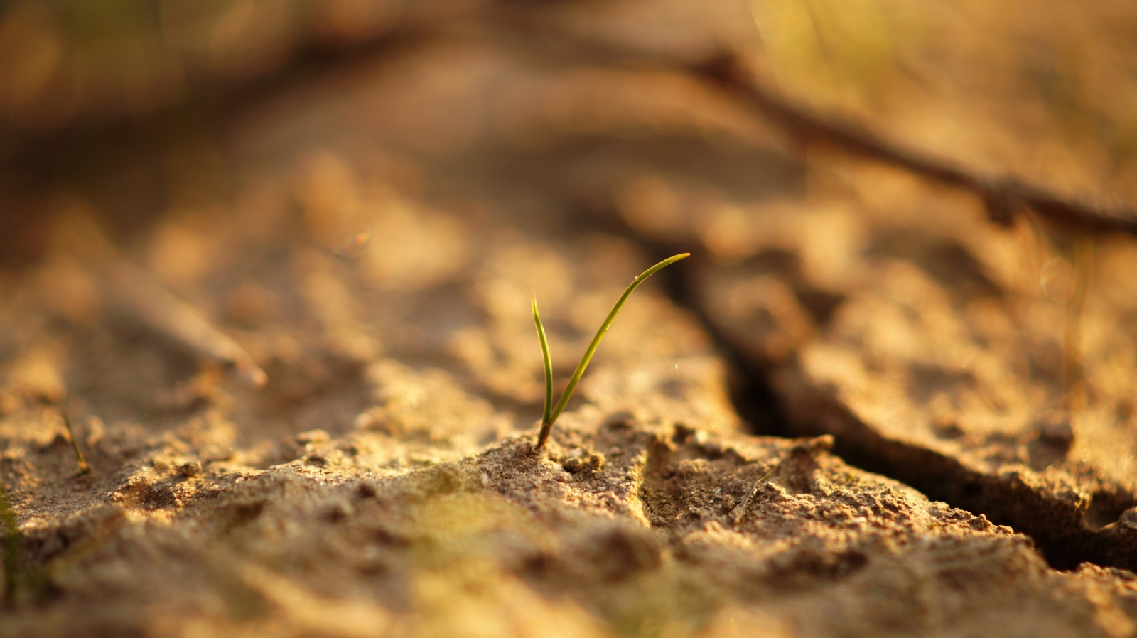 Riscaldamento globale, i microbi del suolo emetteranno il 40% di CO₂ in più