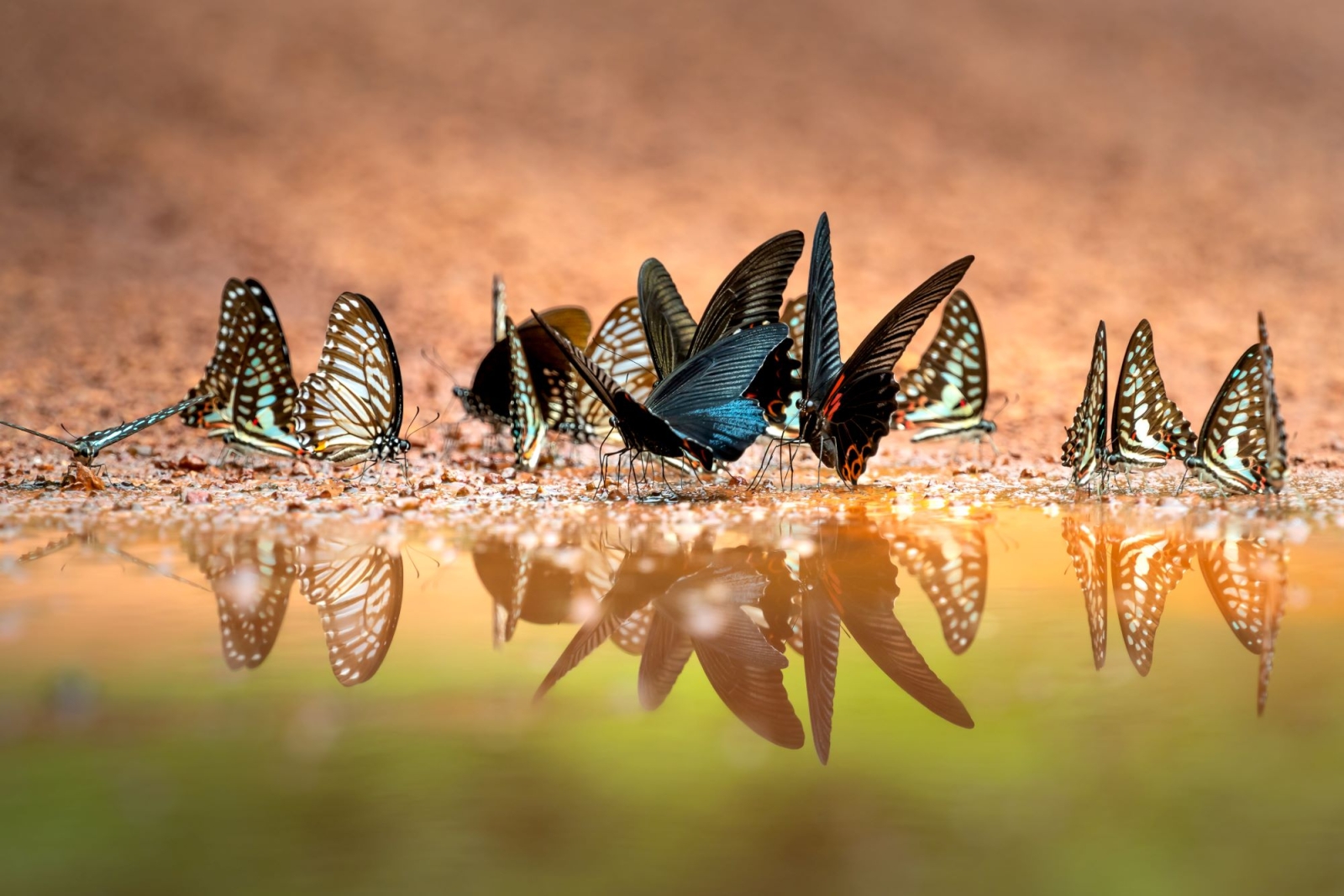 L’importanza economica di proteggere la biodiversità