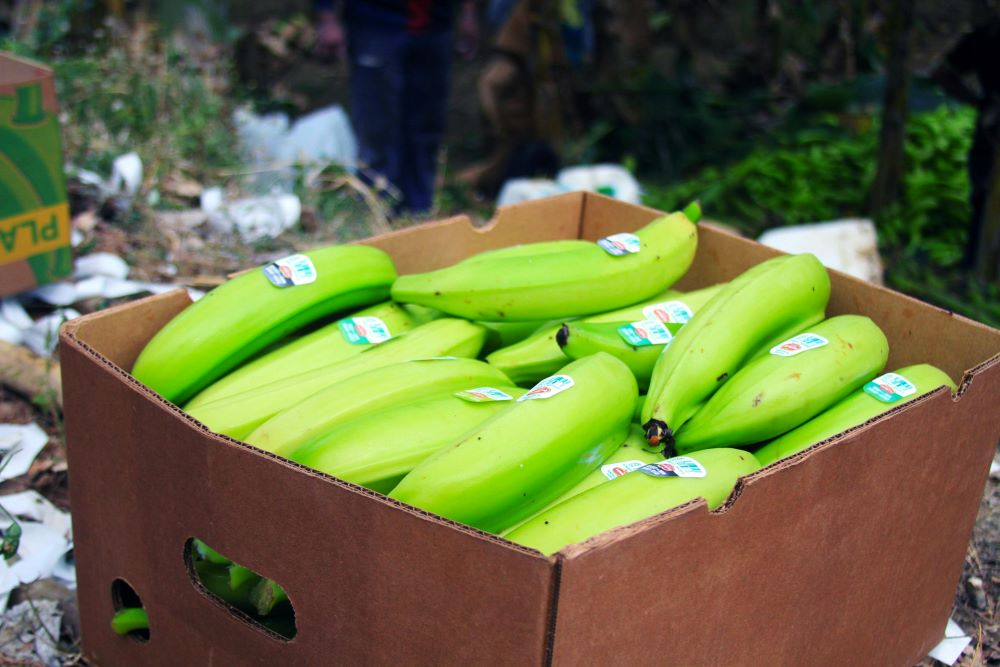 Etichette alimentari compostabili: accordo globale tra produttori e compostatori