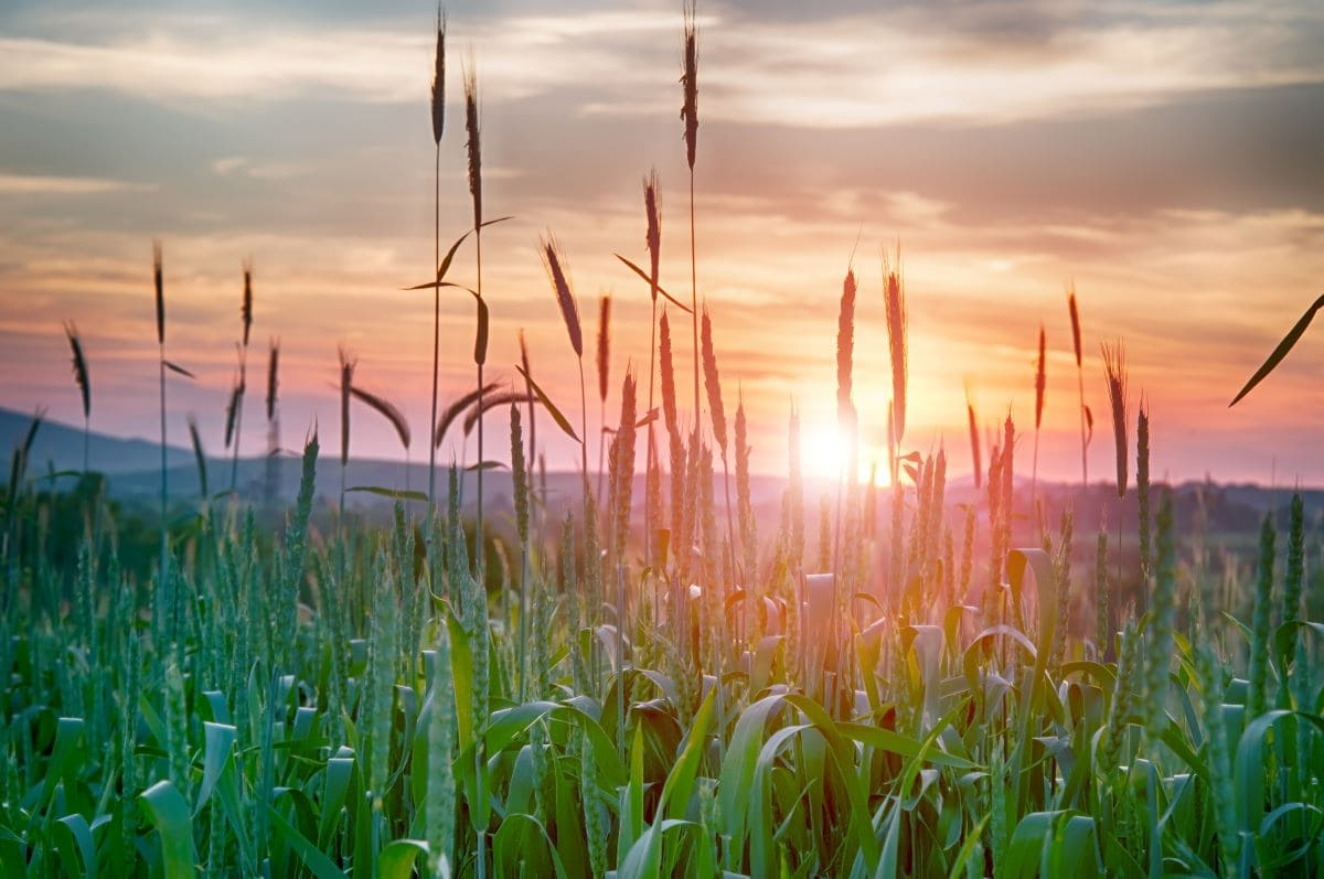 Quattordici cluster europei della bioeconomia lanciano una nuova Alleanza