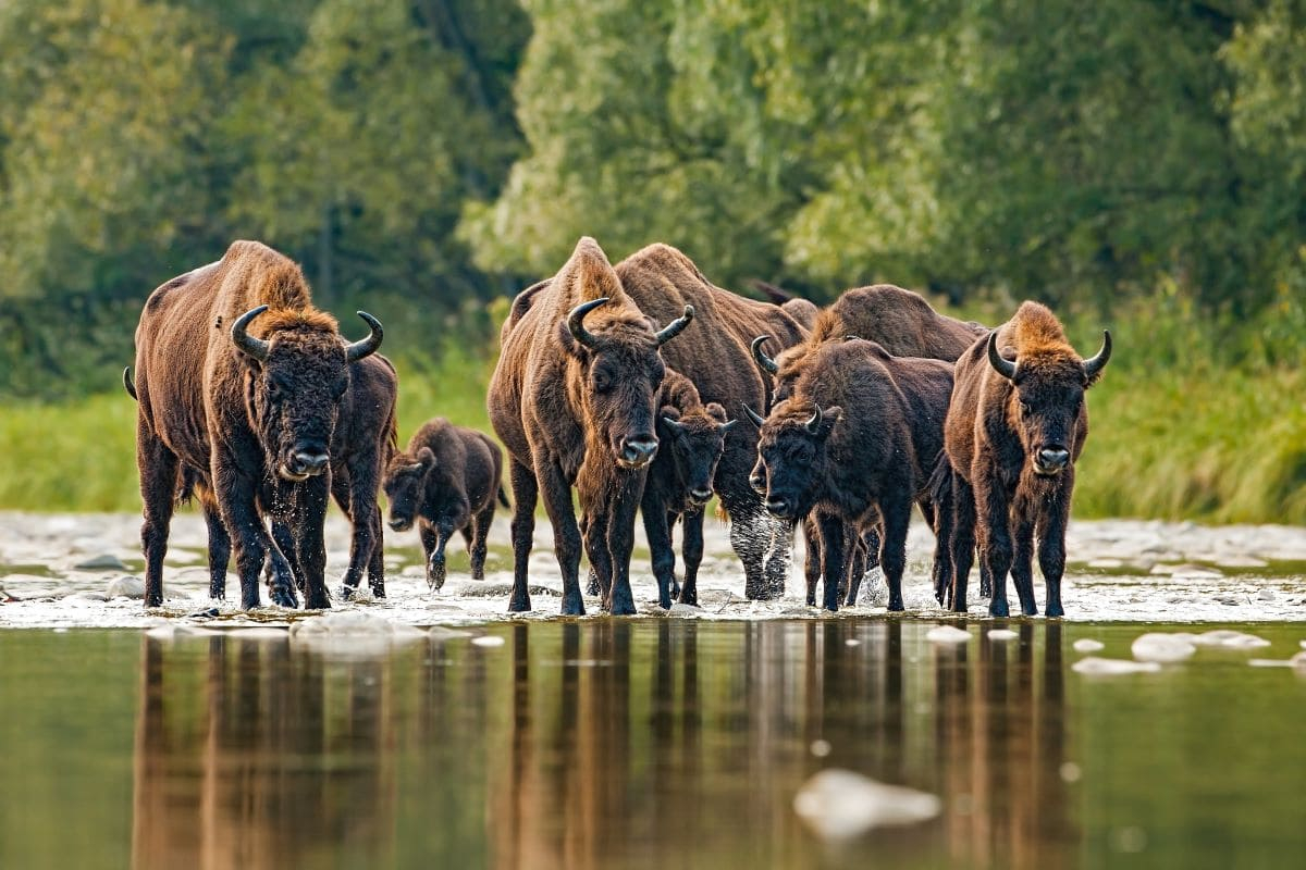 Rewilding: significato e vantaggi del restauro ecologico attivo