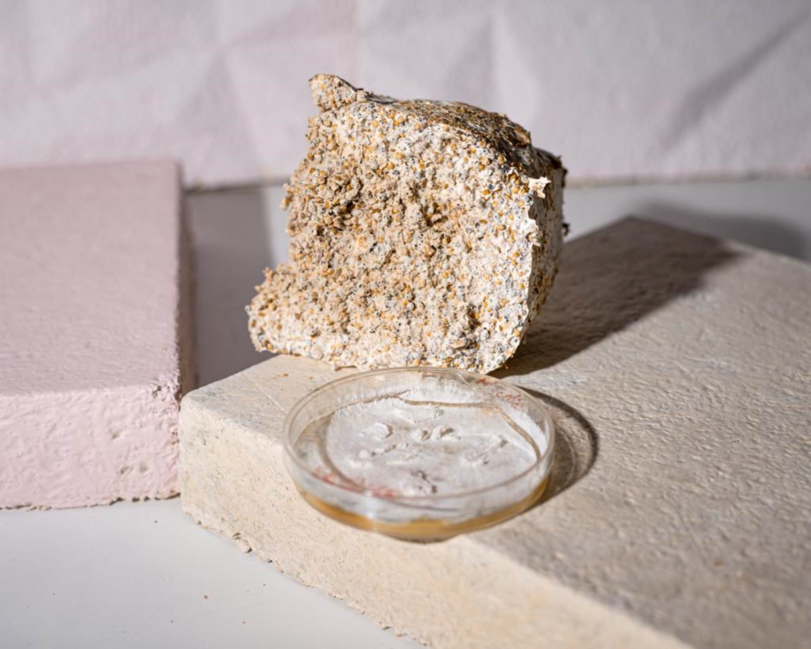 Startup: Mycelium-based Furniture and Packaging from RongoDesign