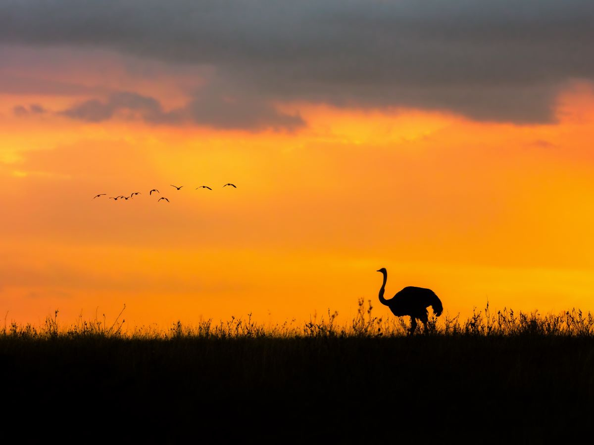 WWF: la natura sta scomparendo, gli animali selvatici sono diminuiti del 73%