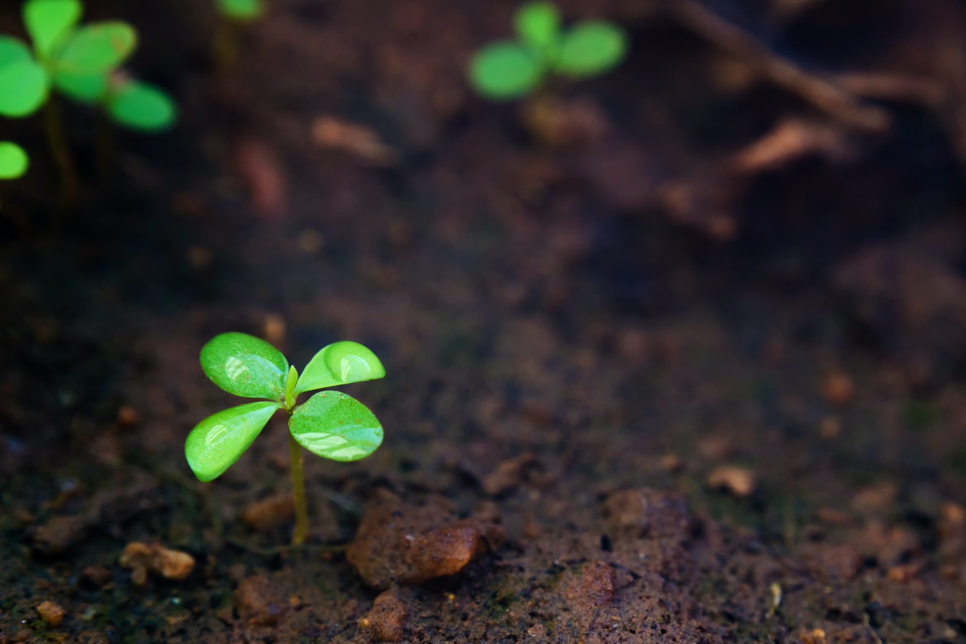 La bioeconomia circolare può salvare il suolo, ma serve una spinta normativa