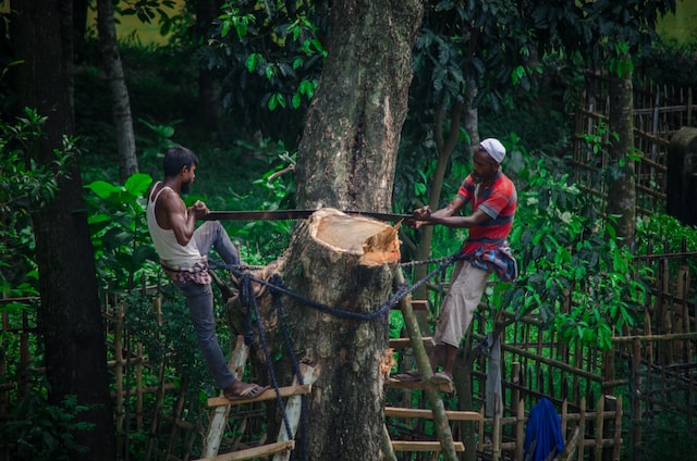 Coal-to-biomass transition fuels deforestation in Indonesia