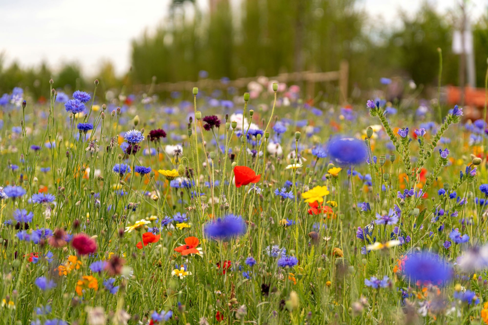 Il primo dottorato italiano sulla biodiversità