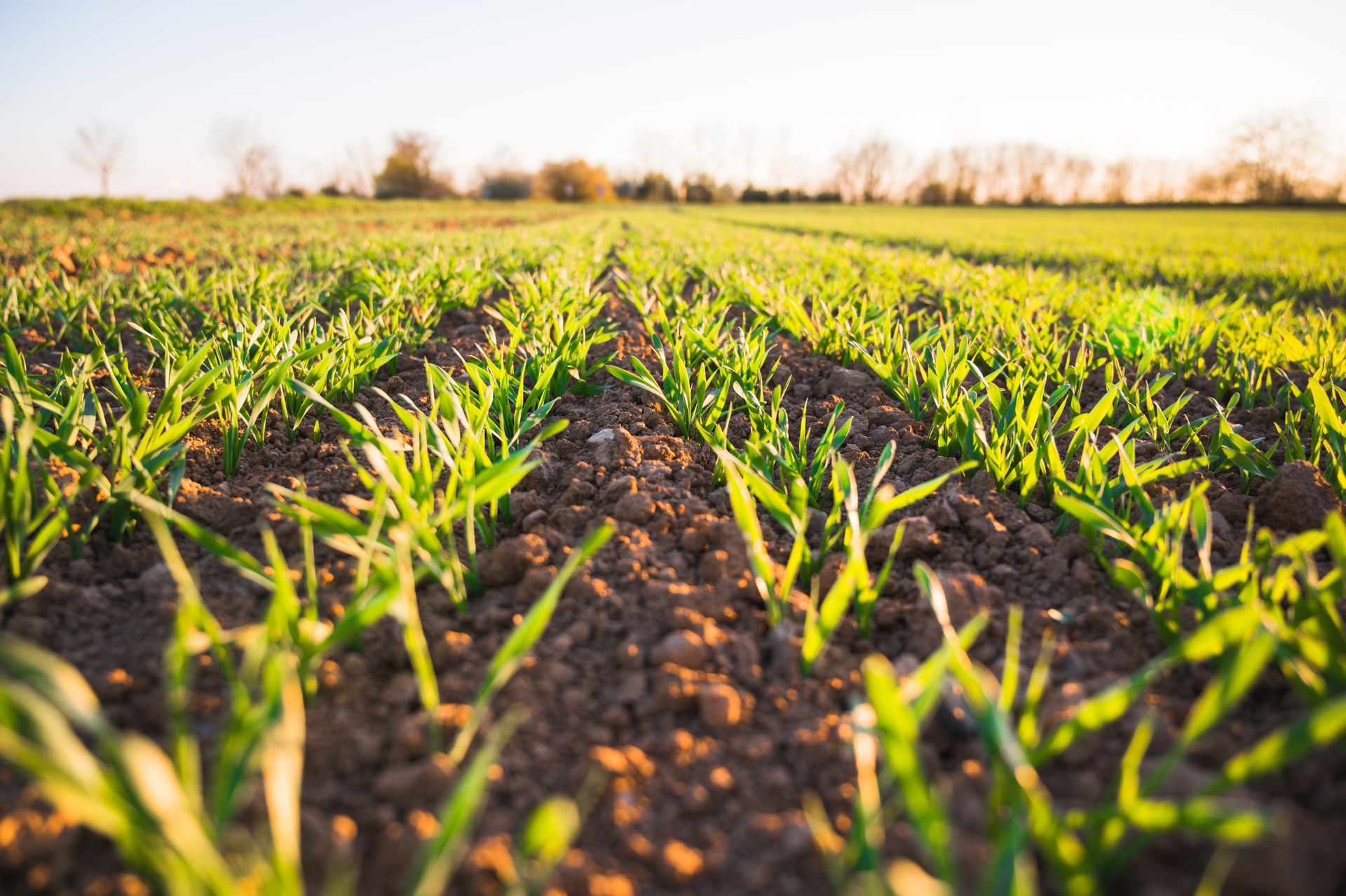 Fit For 55: l’UE punta sui terreni agricoli per assorbire carbonio