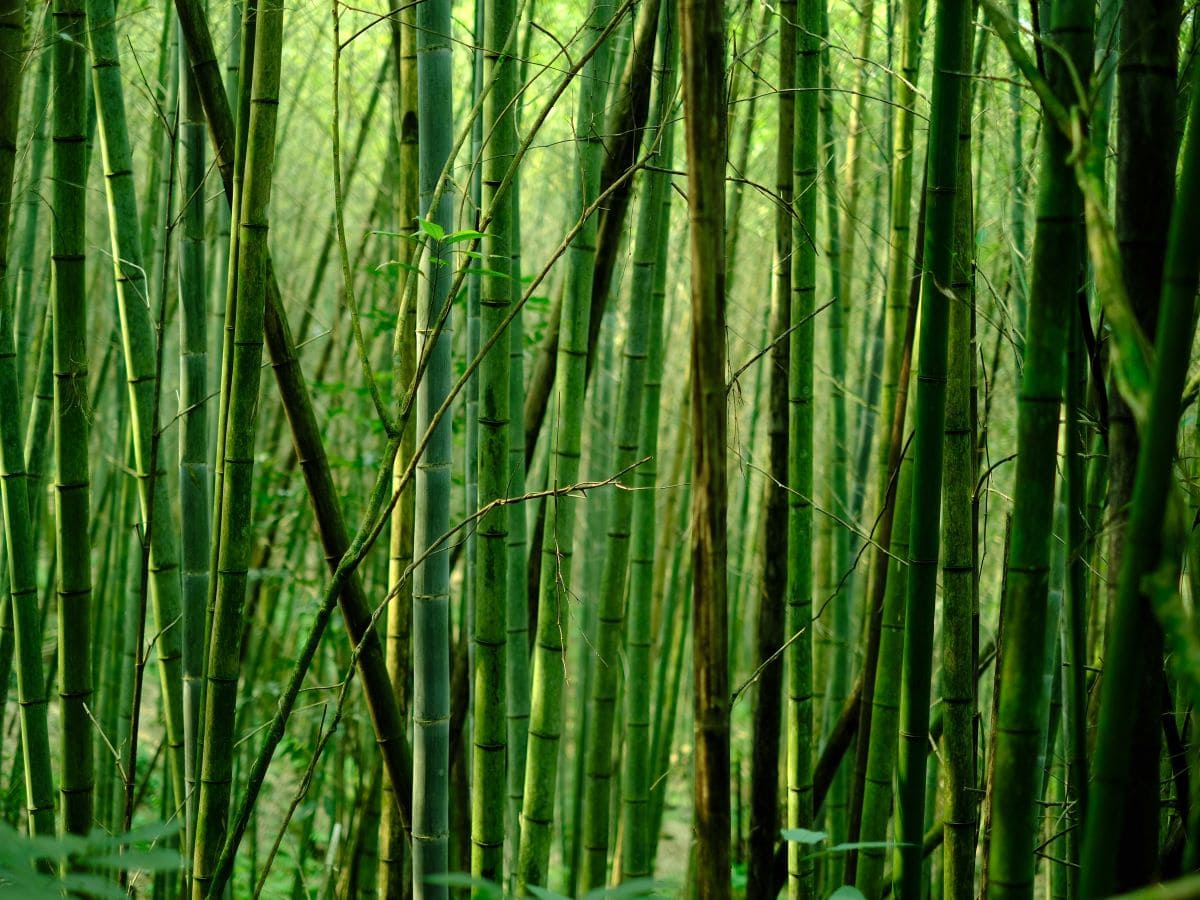 Tutti i benefici di una foresta di bambù