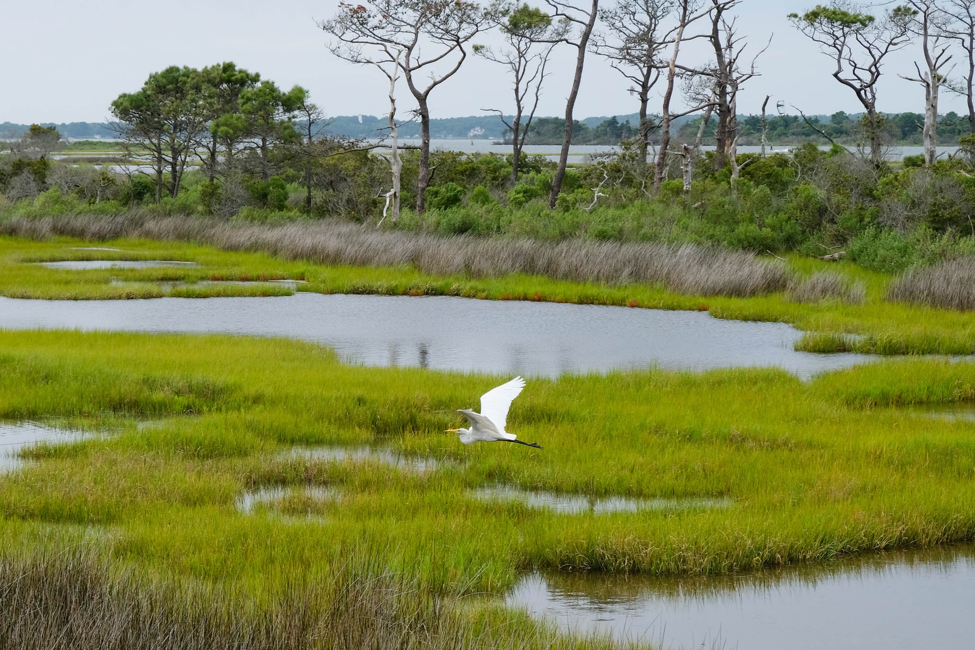 Rigenerare le zone umide per proteggere il clima e la biodiversità